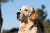 GOLDEN RETRIEVER 546
